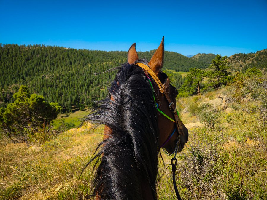 The view from Faye's saddle, looking out over the high country she calls home.