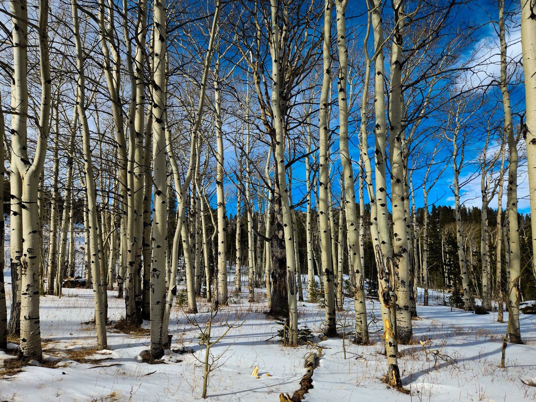 A grove of bare white aspen trunks rises from snowy ground with evergreens and blue sky behind