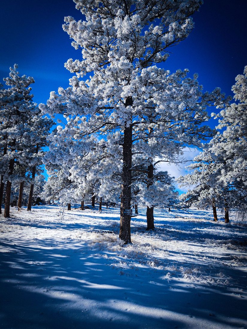 Frost-covered pine trees casting long shadows across bright sunlit snow
