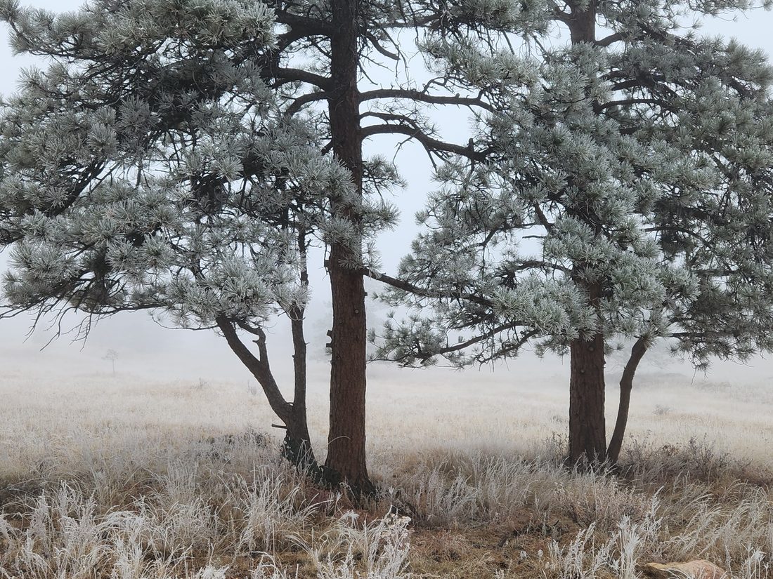 Frost-covered pine trees standing in a foggy meadow on a cold morning
