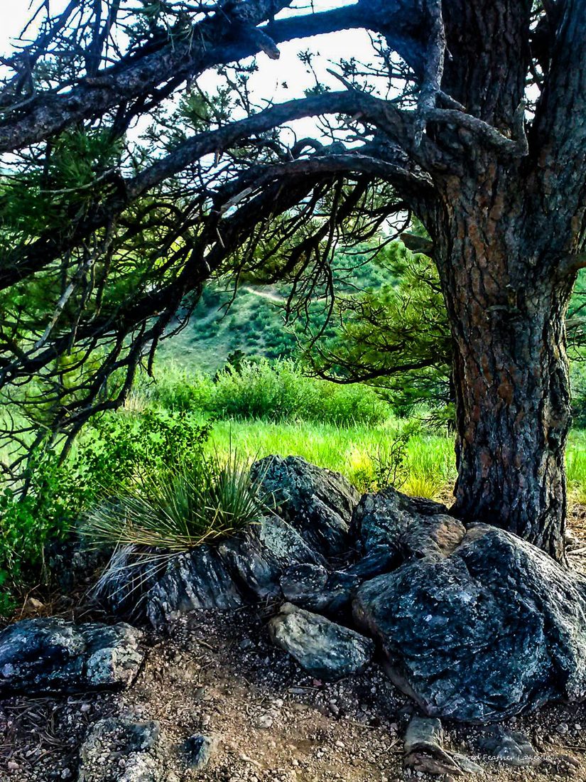 A twisted pine and rugged rocks framing a green hillside meadow in soft light