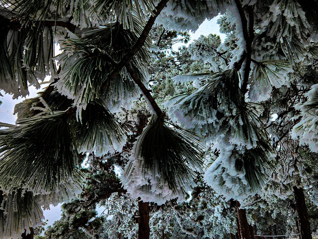 Heavy fresh snow weighs down the long needles of pine branches in winter