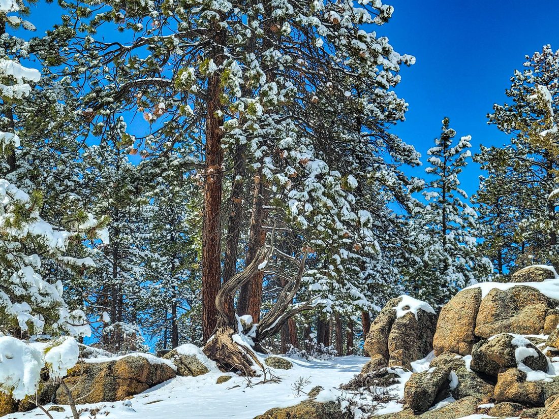 Snow-dusted pine trees and granite boulders under a clear blue winter sky