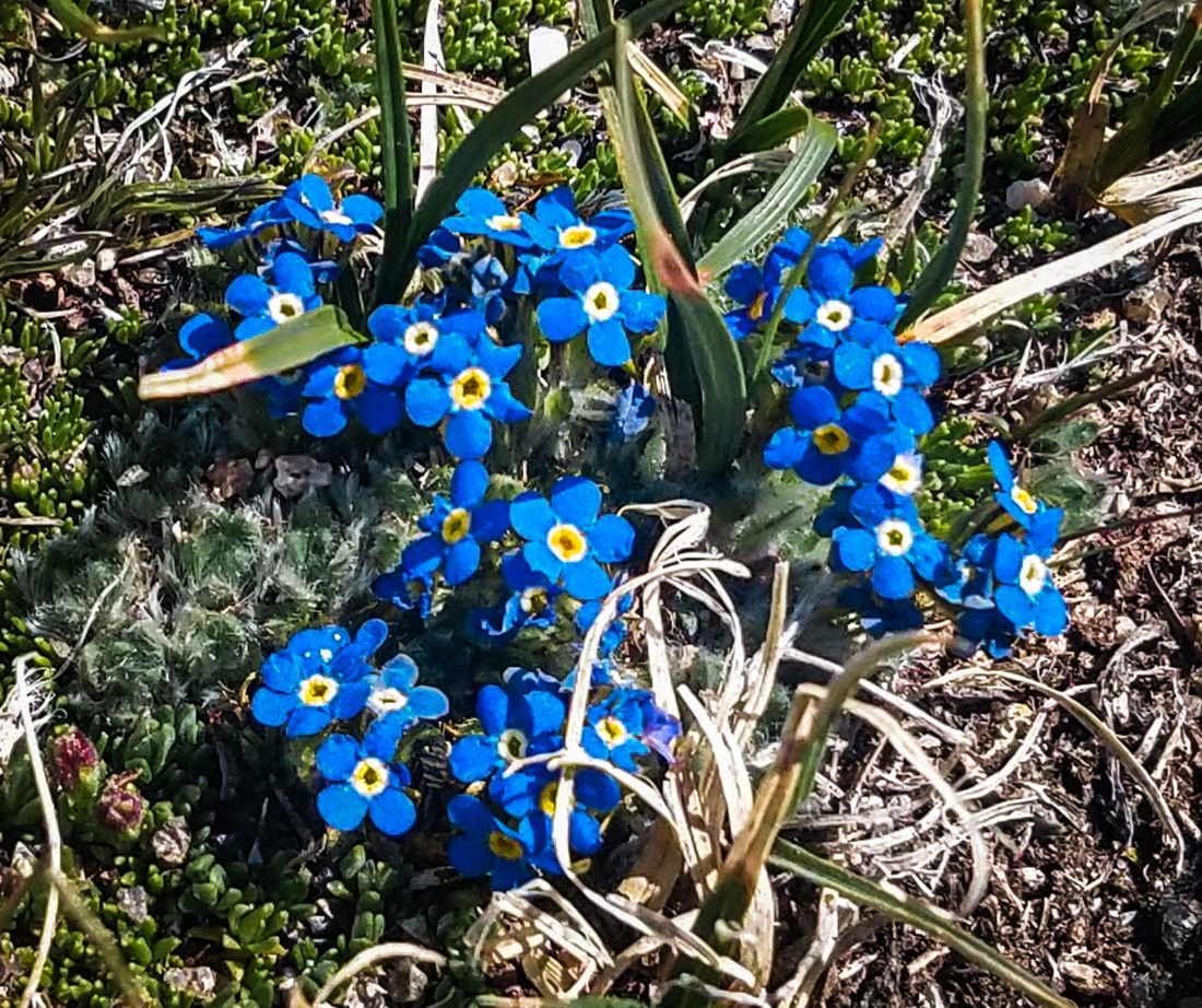 Cluster of small bright blue wildflowers blooming low among grass and bare soil