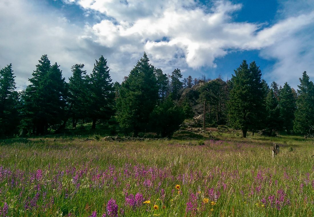 A meadow of purple wildflowers in front of evergreens and a rocky outcrop under cloudy skies
