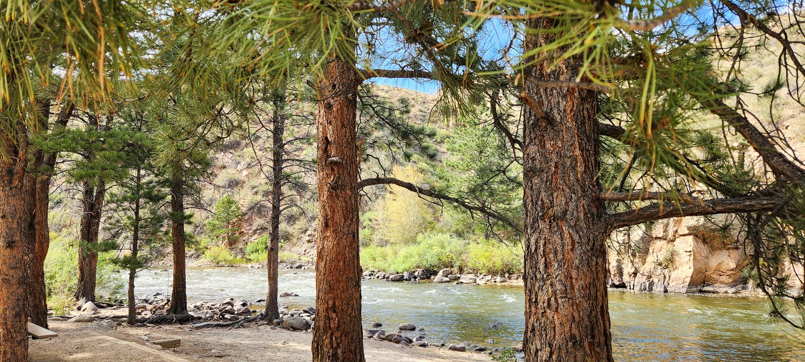 A mountain river seen through tall pines, running past a rocky bank below sunlit canyon hills