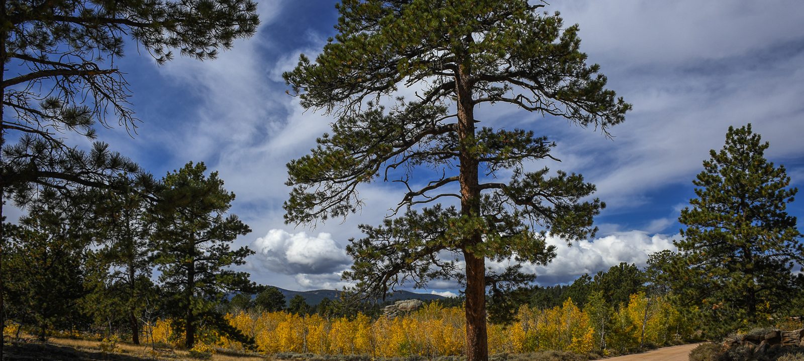 A tall lone pine beside a country dirt road with golden autumn aspens under a big blue sky