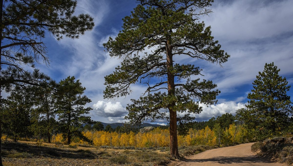 A tall lone pine beside a dirt road with golden aspens behind under a dramatic sky