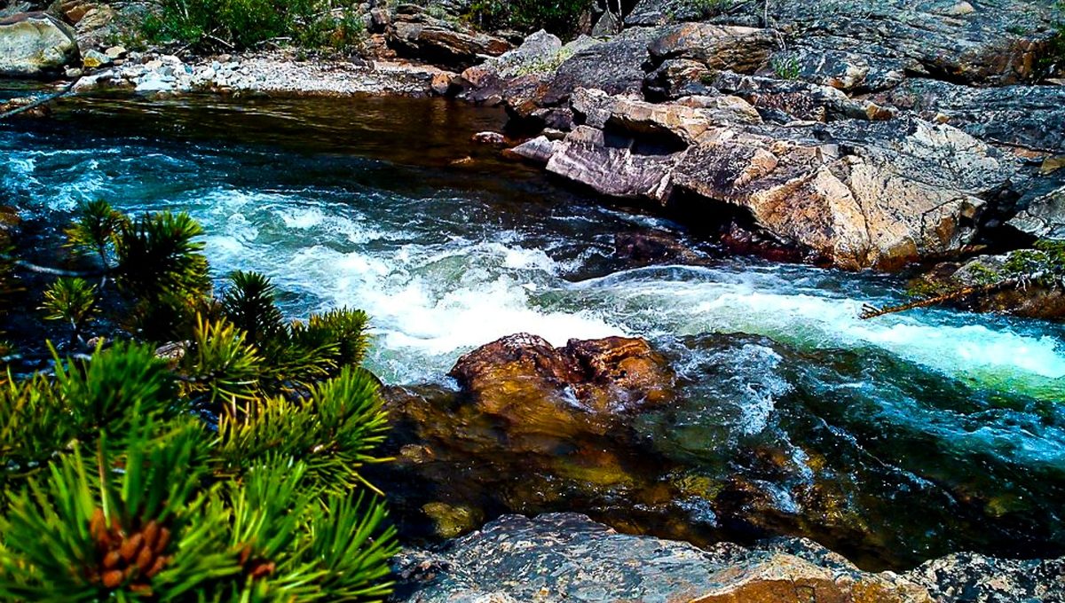 A clear mountain creek tumbling over rocks past pine boughs and big boulders